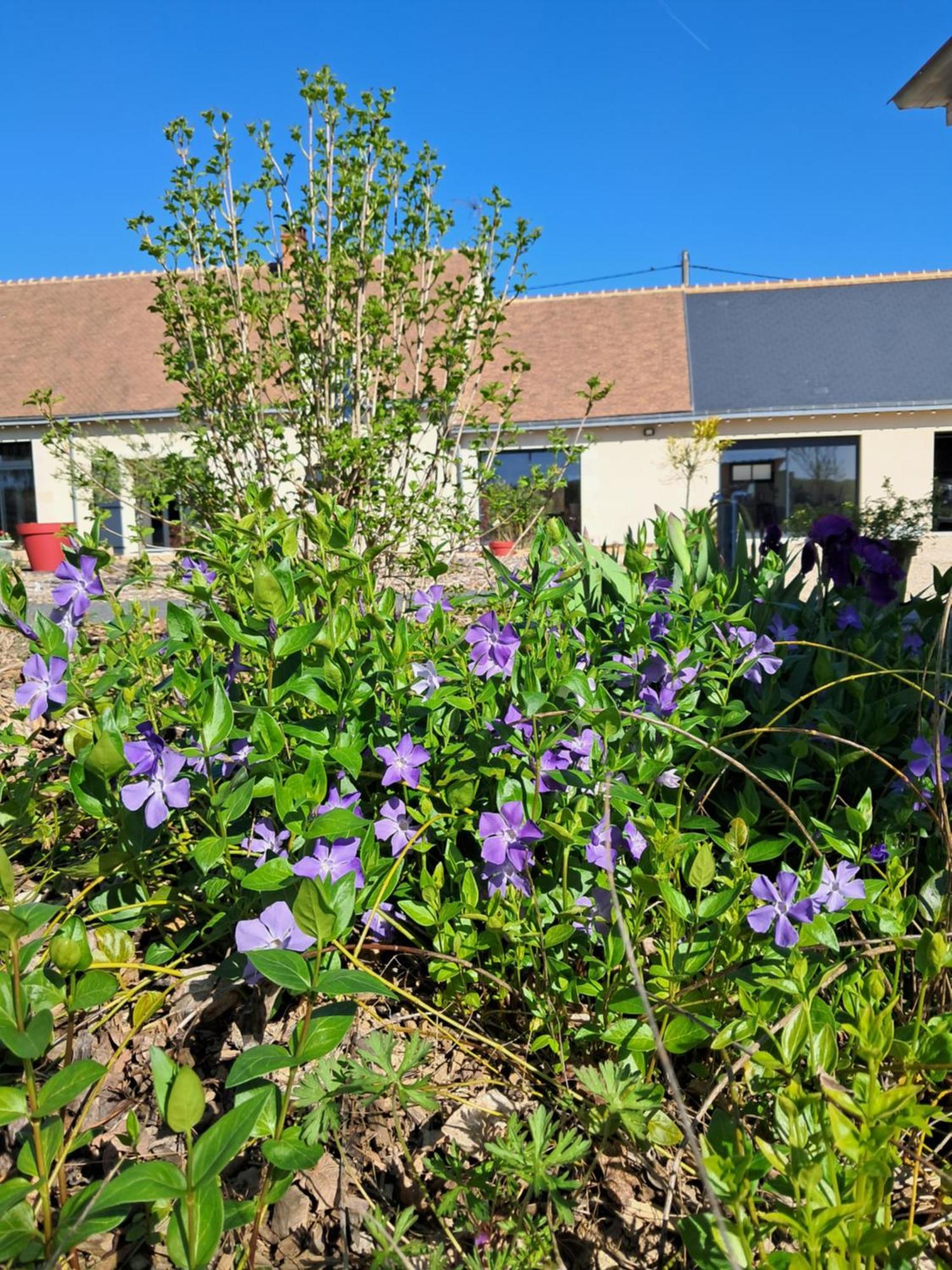 Au Ginkgo Bed & Breakfast Chaumont-sur-Loire Exterior photo